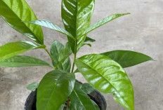 Manfaat Daun Salam : Rahasia Herbal untuk Kesehatan dan Kuliner