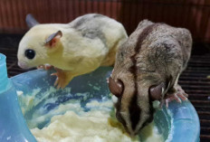  Jangan Sampai Salah, Begini Cara Mudah Merawat Sugar Glider Supaya Gemoy dan Lucu