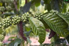 Negeri dengan Tradisi Kopi yang Mendunia : Berikut Daftar 8 Provinsi Penghasil Kopi Paling Enak di Indonesia !