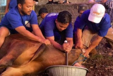 Tata Cara Penyembelihan Kurban yang Benar, Lengkap Beserta Bacaan dan Artinya!