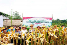 Dukung Ketahanan Pangan, Pemkot Prabumulih Bersama Polres Gelar Panen Jagung Hibrida di RKT