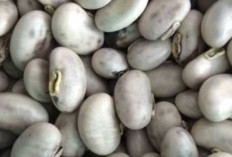 Cegah Anemia dan Turunkan Berat Badan dengan Kacang Benguk