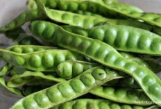 Redakan Stres dan Depresi dengan Petai