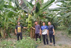 Tingkatkan Ekonomi Masyarakat dan Dukung Program MBG, Pemdes Pangkul Kembangkan Budidaya Pisang Cavendish