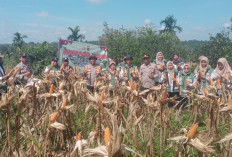 Panen 1,5 Ton Jagung di Lahan 2,25 Hektar