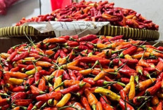 Harga Pangan 25 Juni 2025: Bawang Merah Rp42.65, Cabai Rawit Tembus Rp56.369 per Kilogram !