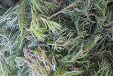 Cegah Sembelit dan Jaga Kesehatan Usus dengan Daun Alur 