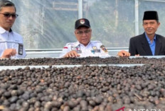 Hutan Adat Tebat Benawa Pagaralam : Menjaga Warisan Kopi Robusta untuk Generasi Mendatang !