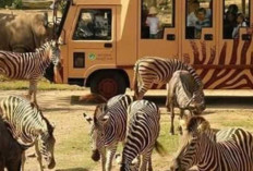 Serunya Liburan Anak-Anak di Bali, Surga Kecil Penuh Petualangan