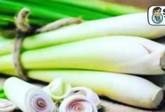 Serai: Lebih dari Sekadar Pelengkap Masakan