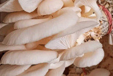Dari Jamur Tiram hingga Enoki, Inilah Jamur Aman Konsumsi Favorit Masyarakat Indonesia