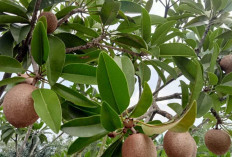 Sawo Si Buah Tropis Manis Legit, Bantu Jaga Kesehatan Jantung   
