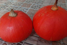Cegah Depresi dan Kelola Stres dengan Labu Merah