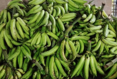 Pisang Tanduk, Buah Favorit untuk Aneka Camilan Tradisional hingga Modern