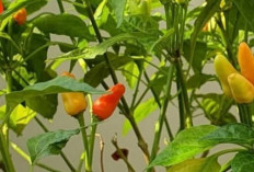 Cabai Rawit dan Cabai Merah Jadi Pilihan Utama Masyarakat Indonesia untuk Memasak