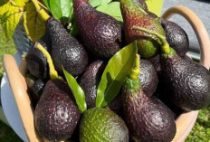 Manfaat dan Popularitas Buah Alpukat di Indonesia : Lebih dari Sekadar Rasa Lezat