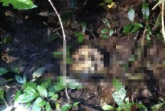 Warga Rantau Panjang Geger, Tengkorak Manusia Ditemukan di Hutan Belukar Perkebunan