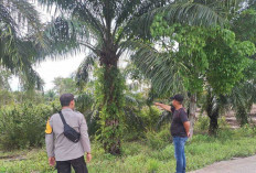 Siapkan Lahan 4 Hektare untuk Pengeringan Jagung