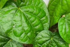 Air Rebusan Daun Sirih, Ramuan Tradisional Kaya Manfaat bagi Kesehatan