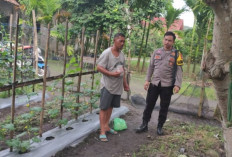 Dorong Ketahanan Pangan Lewat Budidaya Melon 