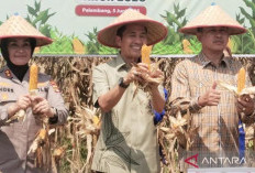 Ajak Warga Palembang Tanam Buah di Rumah