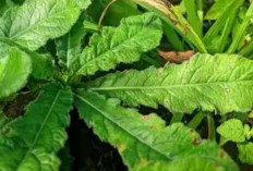 Obati Penyakit Beri-Beri Amandel dan BAB Berdarah dengan Daun Tapak Liman