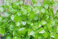 Bersihkan Parasit dan Cacing Usus dengan Daun Cina