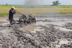 Petani di Pemulutan Selatan Dukung Program IP 200, Hadapi Kendala Alsintan dan Pengairan