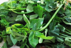 Tingkatkan Kualitas Sperma dan Sembuhkan Bisul dengan Sayur Katuk
