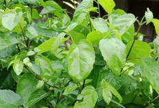 Jaga Kesehatan, Mata, Otak dan Tulang dengan Daun Singkil