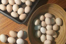 Manfaat Telur Ayam Kampung bagi Kesehatan