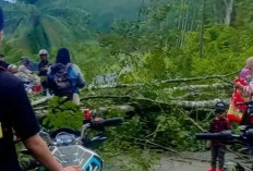 Hendak Mengajar, Guru SD di OKU Tertimpa Pohon Roboh