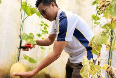 Rutan Baturaja Sulap Tembok Penjara Jadi Kebun Melon