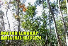 Banyuasin dan OKI Bakal Jadi Kabupaten Kaya Raya di Sumatera Selatan : Berikut Daftar Harga Emas Hijau 2024 !