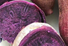 Ragam Jenis Ubi yang Kaya Nutrisi dan Semakin Populer di Dunia Kuliner Modern