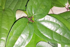 Perbesar dan Memanjangkan Alat Vital dengan Daun Bungkus 3 Jari