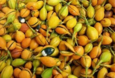 Obati  Asma dan Asam Urat dengan Buah Gaharu