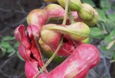 Obati Sawan pada Anak dengan Asam Belanda