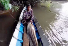 Asal Usul Nama Ikan Tapah : 'Monster' Sungai Musi yang Diburu Pemancing di Sumatera Selatan !