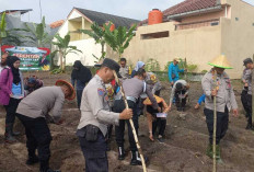  Manfaatkan Lahan Kosong : Polsek Prabumulih Timur Gelar Penanaman Jagung Bersama Masyarakat