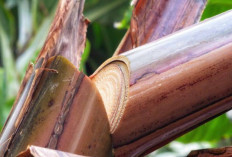 Obati Jerawat dan Haluskan Kulit Wajah dengan Getah Pisang