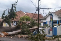 Pohon Tumbang Tutup Akses Jalan, Pagar Kantor Kelurahan Sidakerse Ikut Tertimpa