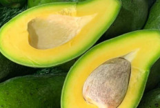 Minuman Segar dari Buah Alpukat, Lezat dan Kaya Manfaat