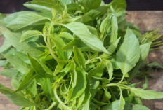 Jaga Kesehatan Mata, Tulang dan Pencernaan dengan Daun Kemangi