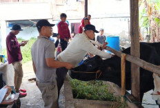 Pastikan Hewan Kurban Sehat dan Layak