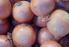Bawang Bombay: Bumbu Multiguna yang Memperkaya Rasa dan Kesehatan