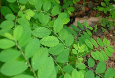 Redakan Nyeri dan Atasi Hipertensi dengan Daun Meniran