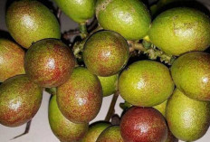 Matoa : Buah Lokal dengan Segudang Manfaat Kesehatan