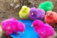 Anak Ayam Warna-Warni : Pesona Alam yang Memikat Hati