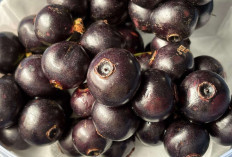 Atasi Kudis dan Gatal-gatal dengan Buah Kupa